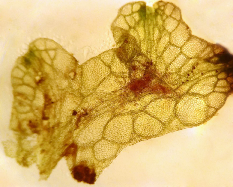 Riccia rhenana
